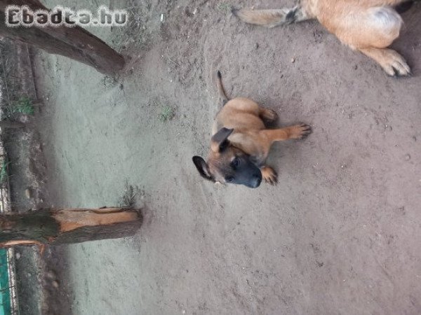 Belga juhasz  9 hetesek