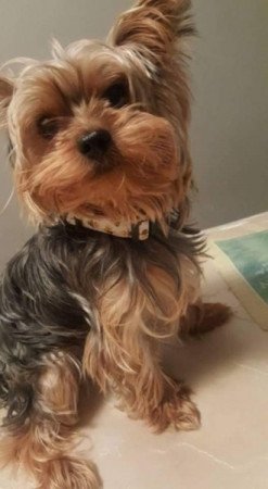 Yorkshire terrier
