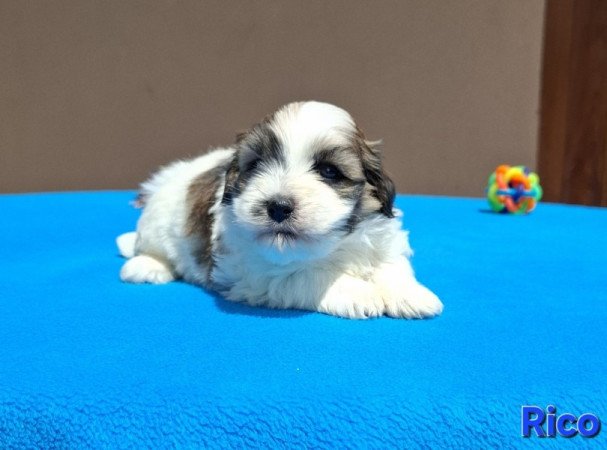 Bichon havanese