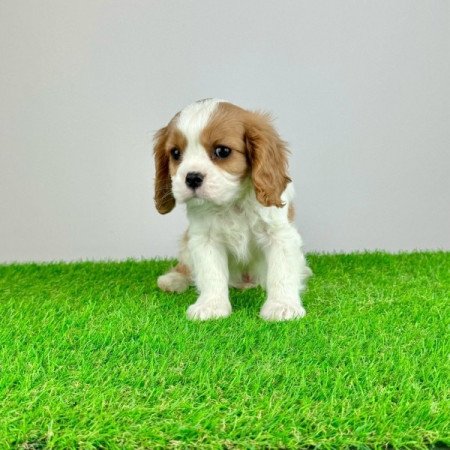 Cavalier King Charles Spániel