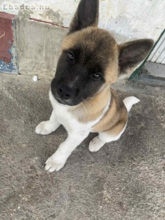 Amerikai Akita