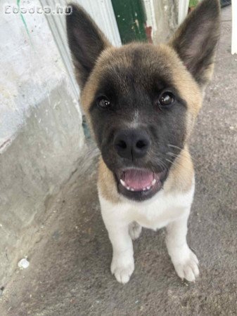 Amerikai Akita