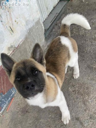 Amerikai Akita