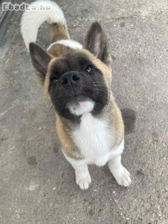 Amerikai Akita