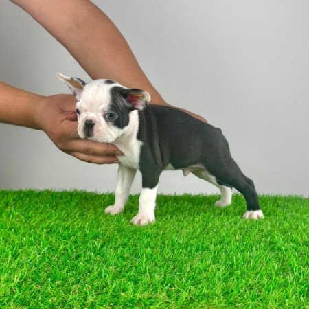 Boston terrier