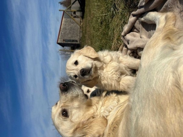 Golden Retriever