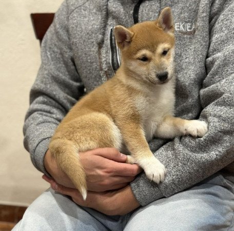 Shiba inu