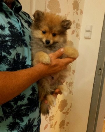 pomerániai törpe spitz