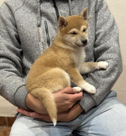 Shiba inu