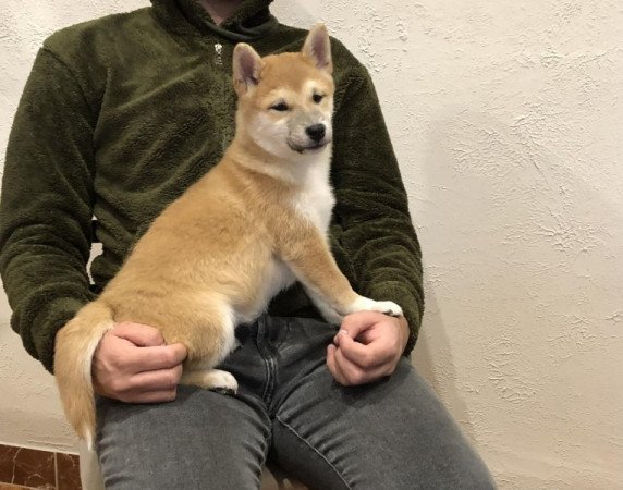 Shiba inu