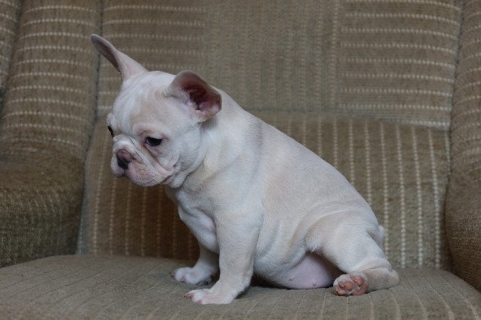 Francia bulldog