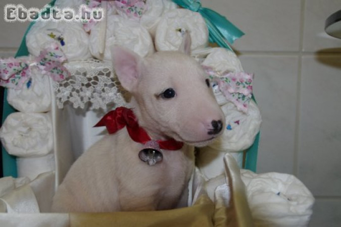 Bullterrier miniatűr kölykök eladók!