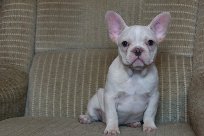 Francia bulldog