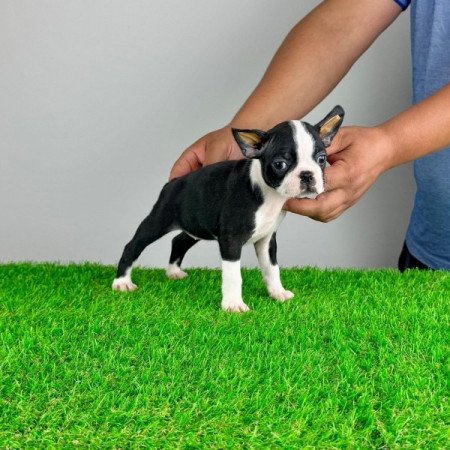 Boston terrier