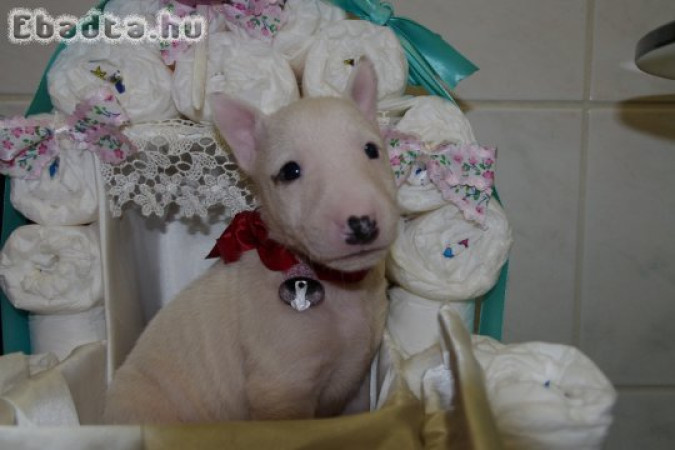 Bullterrier miniatűr kölykök eladók!