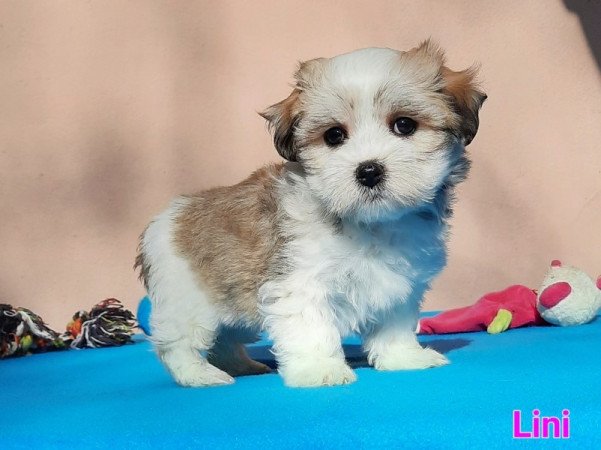 Bichon Havanese