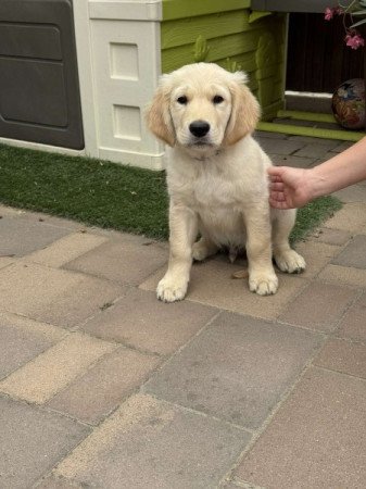 Golden retriever