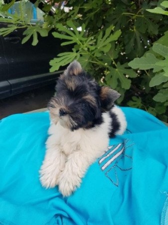 Yorkshire terrier biewer