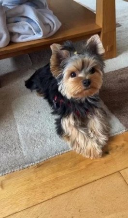 Yorkshire terrier