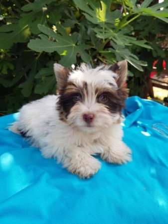 Yorkshire terrier biewer MINI