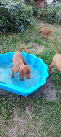 Rövidszőrű magyar vizsla kölykök eladók