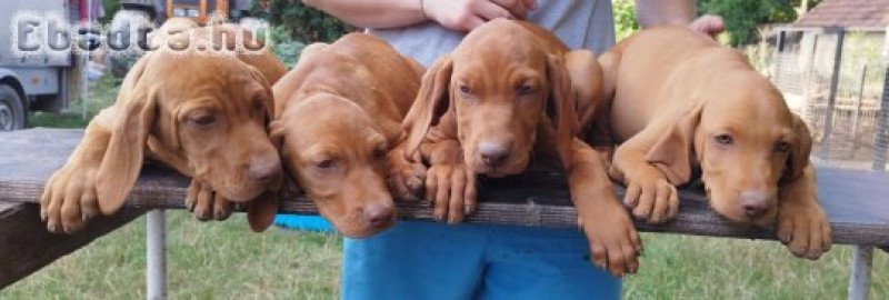 Rövidszőrű magyar vizsla kölykök eladók