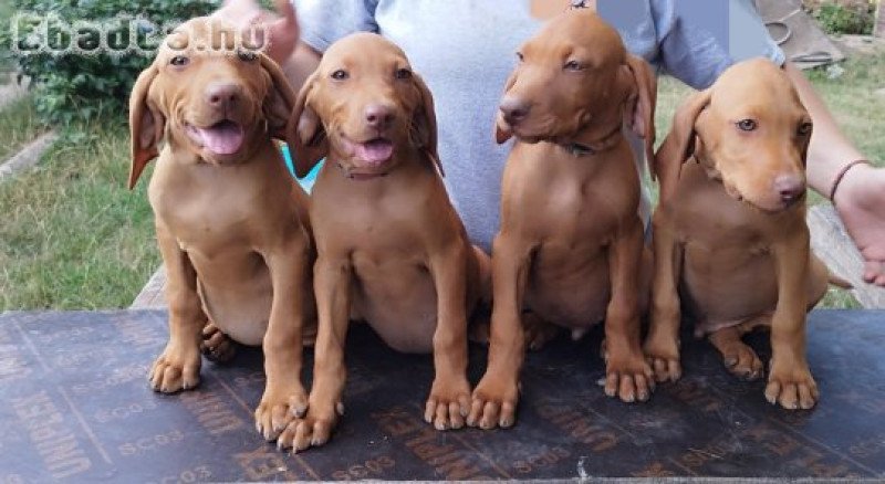 Rövidszőrű magyar vizsla kölykök eladók