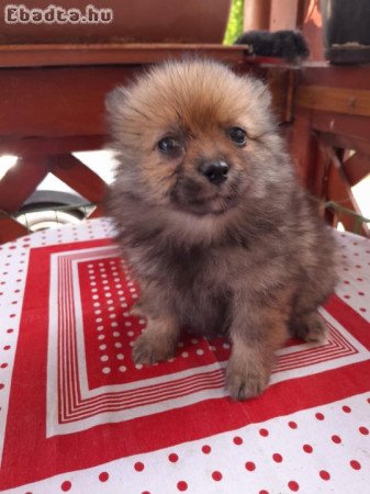 Pomerániai törpe spitz