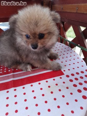 Pomerániai törpe spitz