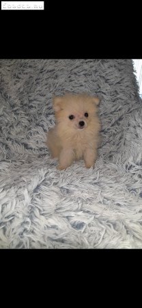 Pomerániai törpe spitz