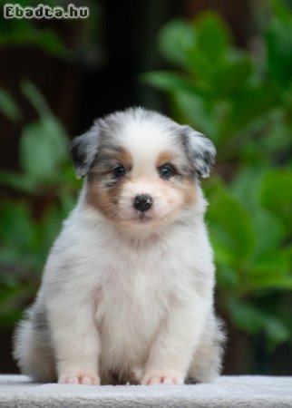 Ausztral Juhaszkutya