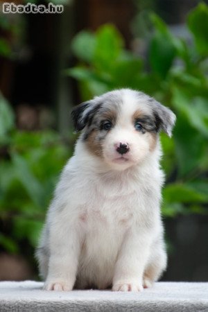 Ausztral Juhaszkutya