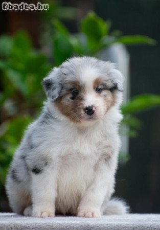 Ausztral Juhaszkutya