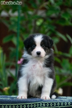 Ausztral Juhaszkutya