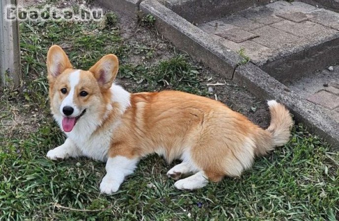 Ella - Corgi