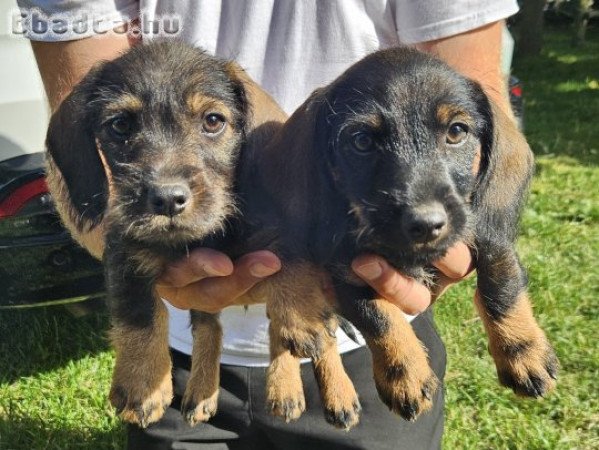 Szálkászőrű tacskók gazdit keresnek.