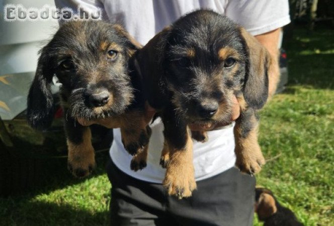 Szálkászőrű tacskók gazdit keresnek.