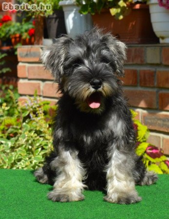 Törpe schnauzer törzskönyvezett kölykök