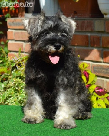 Törpe schnauzer törzskönyvezett kölykök