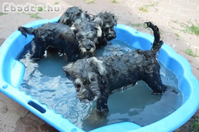 Törpe schnauzer törzskönyvezett kölykök