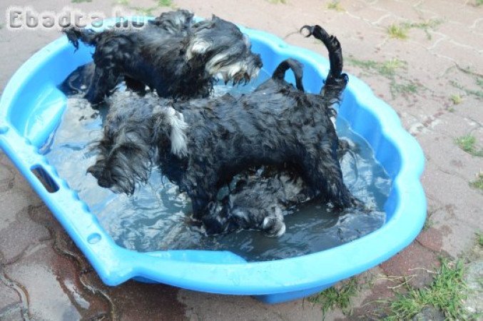 Törpe schnauzer törzskönyvezett kölykök