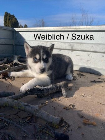 Szibériai Husky