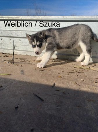 Szibériai Husky