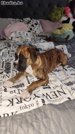 boxer kiskutya