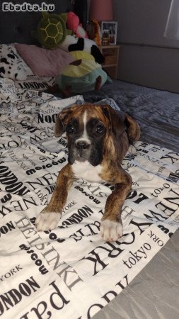 boxer kiskutya