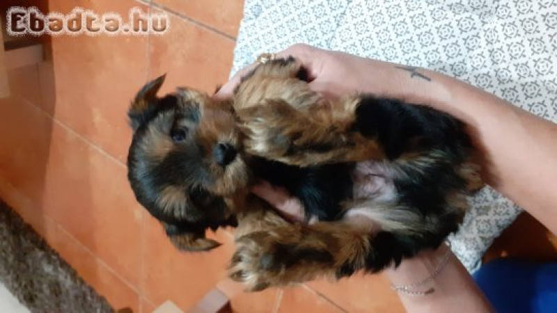 Elado yorki terrier kiskutyák