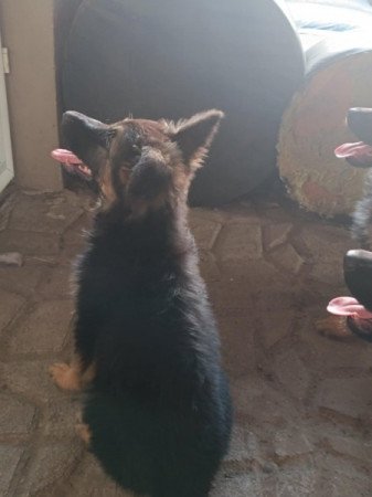 Fajtiszta német juhászkutya