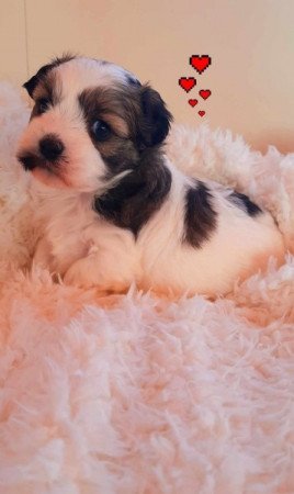 Bichon havanese