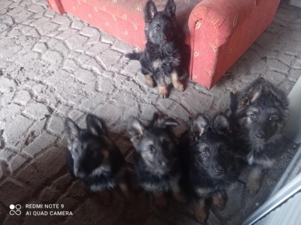 Fajtiszta német juhászkutya