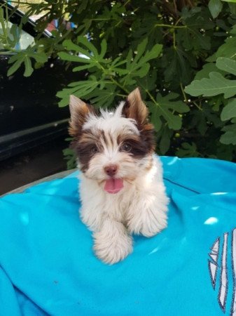 Yorkshire terrier biewer MINI